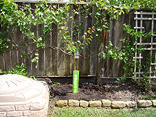 New Apricot tree.