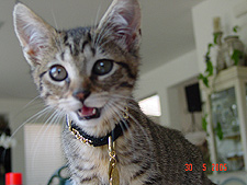 Little Allie