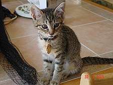 Little Allie