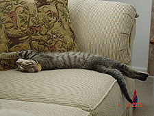 A long kitty cat...