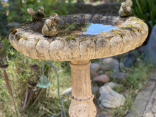 bird bath