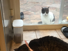 cats