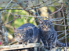 cats