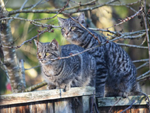 cats