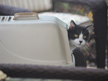 cats