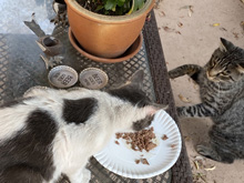 cats