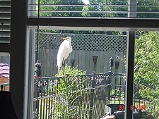 Egret