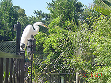 Egret