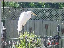 Egret