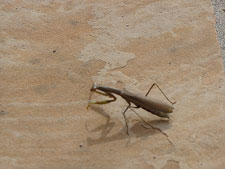 Wreath and pumpkins.