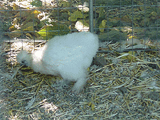 White Silkie