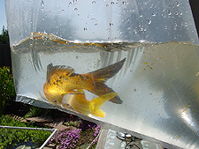 New fish