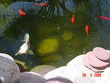 Koi, April 2006