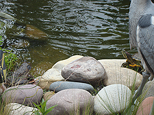 Frog and turtle.