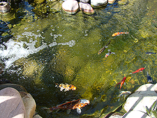 Koi