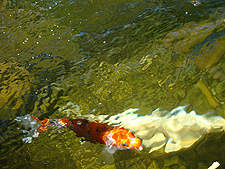 Koi