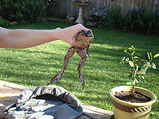 Bullfrog