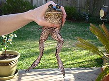 Bullfrog