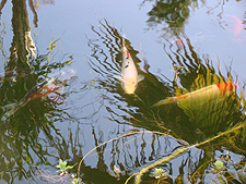 koi, March 2011