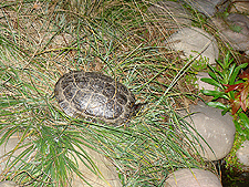The turtle on a February evening.