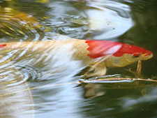 koi, March 2011
