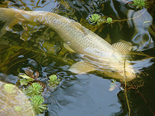 koi, March 2011