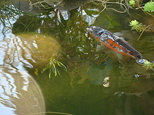 koi, March 2011