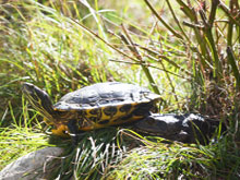 Turtle & bullfrog