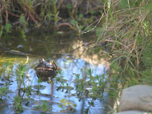frog