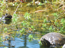 Bullfrog and turtle