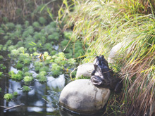 Bullfrog
