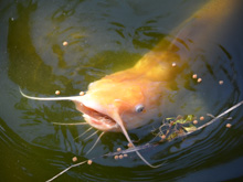 Catfish