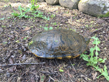 Shelly