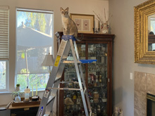 solar blinds