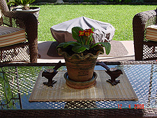 Primrose in the gazebo.