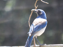 scrub jay