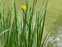 Spring Lake