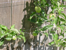 Apples