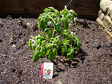 tomatos