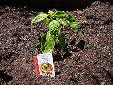 peppers