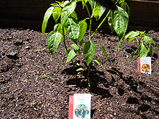 peppers