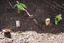 New vegetables