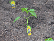 green bell pepper