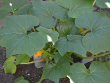 Vegetables June 18