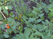 Vegetables July 28