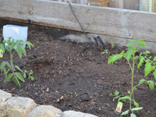 tomatoes.