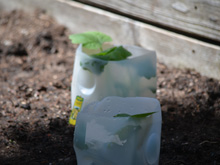 Crookneck squash
