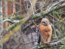 hawk in the backyard