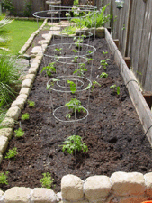 Tomatos, 5 types of peppers, green beans, crookneck squash and zuchinni