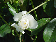 White rose